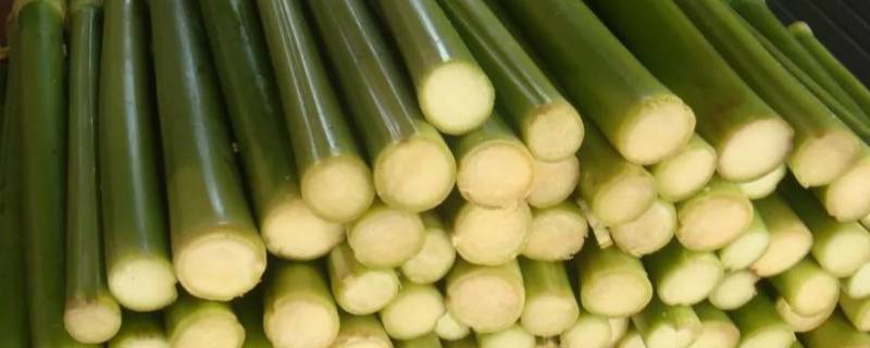 芦稷几月份种植（芦稷在中国哪里种的）