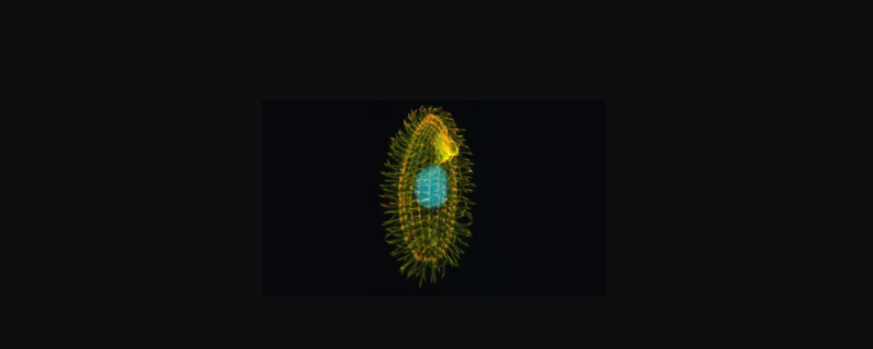 嗜热四膜虫能进行呼吸作用吗（嗜热四膜虫的特点）