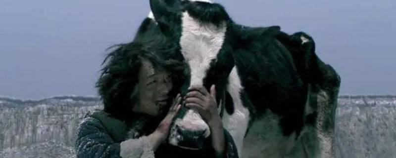 斗牛里牛二眼睛为啥看不见了（斗牛眼睛红睁不开为什么）