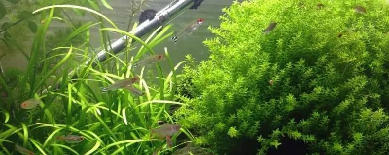 爱尔兰珍珠草缺点（爱尔兰珍珠草耐热吗）