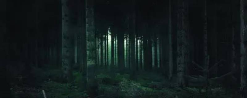 阴暗森林晚上一定要开灯吗 森林怎么开灯