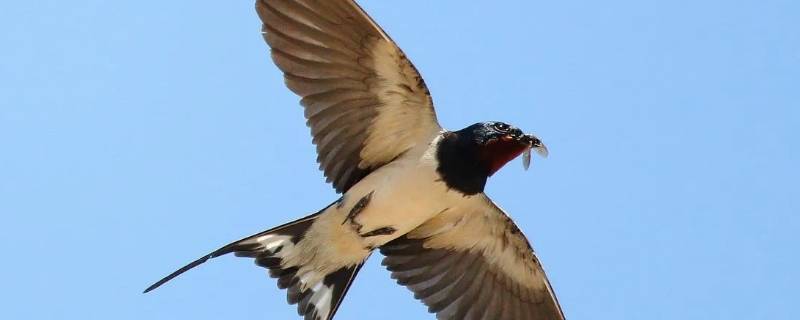 柳燕咬人吗 被蚰蜒咬了怎么办