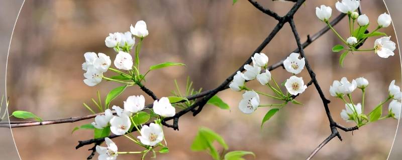 一树梨花久未开是什么意思 半树梨花开