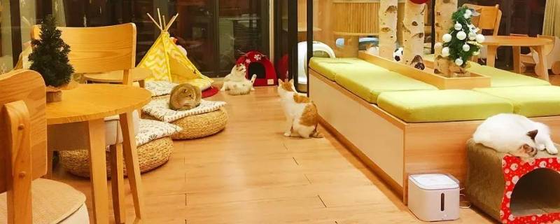 宁波哪个猫咖有德文 宁波有猫咖吗