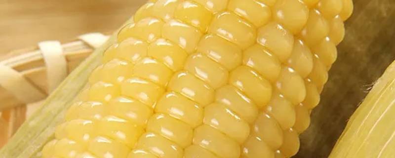 甜穗米的学名（银穗芒学名）