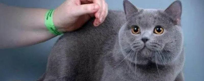 英短蓝猫的毛可不可以收集（英短蓝猫短毛）