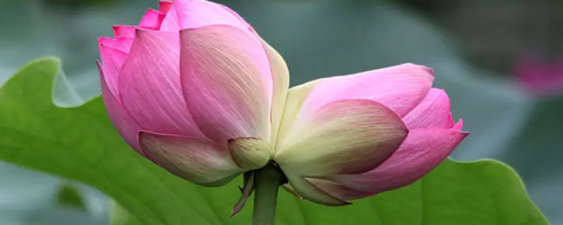 芙蓉并蒂几月 几月芙蓉花开