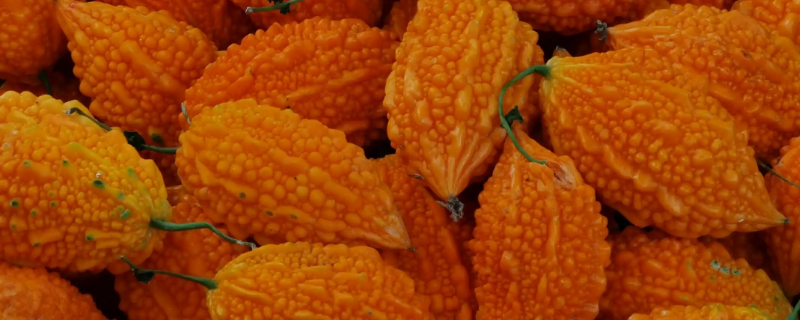 金铃子需要打顶吗 风铃花需要剪枝吗