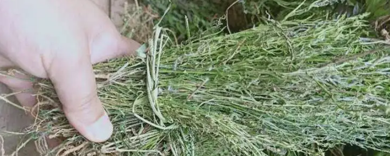 麦黄草几年能收 麦黄草几年能收割