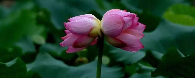 七月并蒂莲花开什么意思 七朵莲花开什么意思