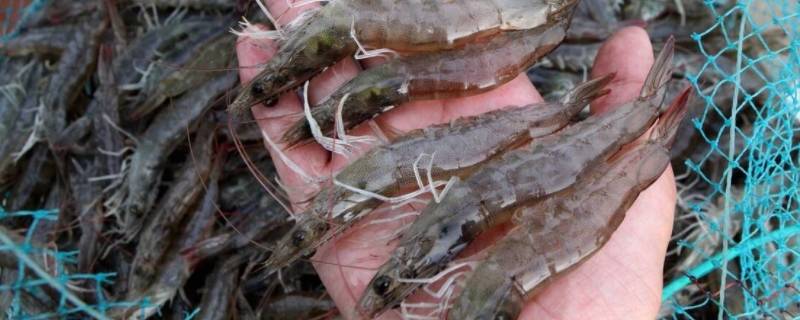 虾网尾部要加重物吗（虾尾要去掉吗）