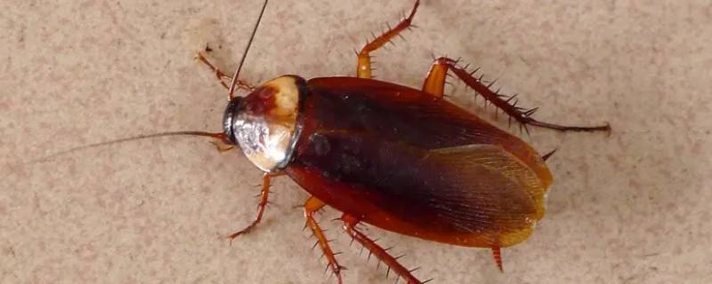 蟑螂屎带白色的是怎么回事（蟑螂屎带白色的是怎么回事儿）