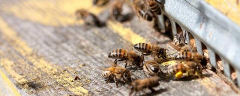 蜜蜂刮粉器能当防逃片用吗（蜜蜂刮粉器能当防逃片用吗视频）