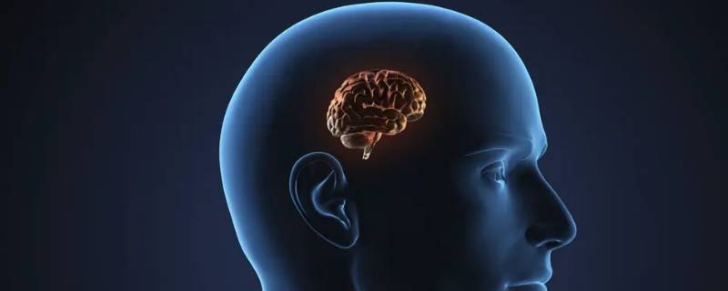 大脑在哪些方面像交响乐团 被誉为音乐脑的是我们的哪侧大脑