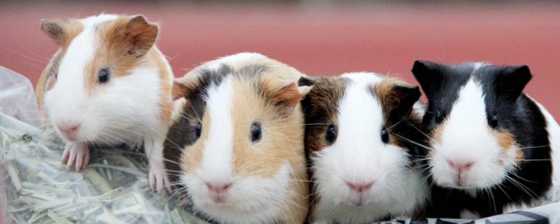 荷兰猪流产后多久可以再次怀孕 荷兰猪流产后多久可以再次怀孕生育