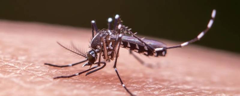 彩色的蚊子是什么品种（彩色的蚊子是什么品种图片）