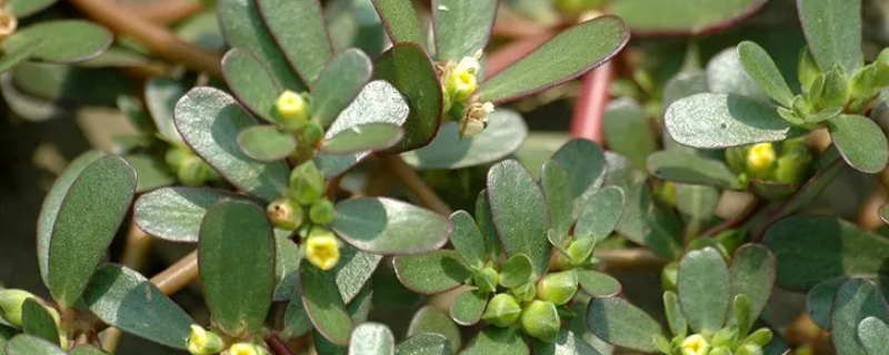 马齿苋移栽土壤要灭菌吗 马齿苋移栽土壤要灭菌吗为什么