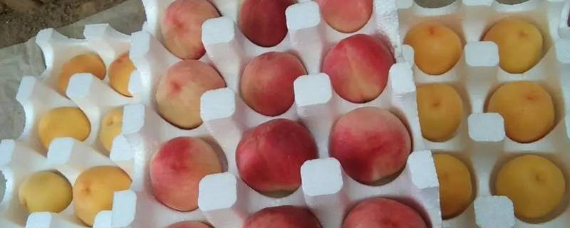 温岭哪里有水蜜桃卖 温岭水果去哪里批发