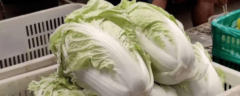 夏阳白跟普通白菜区别 夏阳白和娃娃菜的区别
