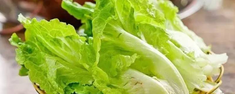 生菜实心的好还是空心的好 白菜实心好还是空心好