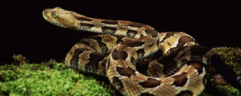 苹果变异打一动物 苹果能变成什么动物