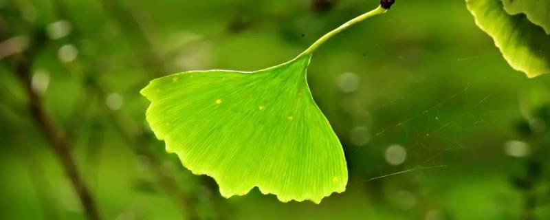 硝化细菌能分解树叶吗 分解树叶的细菌
