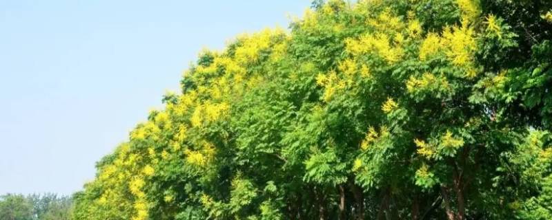 北栾为什么不让种植 栾树北方能种吗