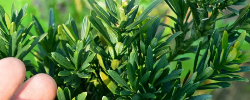 雀舌罗汉公母（雀舌罗汉松百度百科）