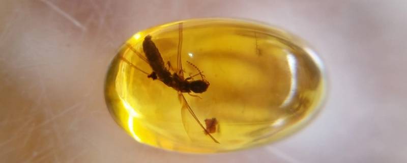 缅甸最便宜的琥珀是哪个 缅甸琥珀很便宜吗