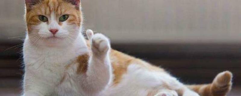 猫咪可以吃黄参吗（猫咪可以吃黄连吗）