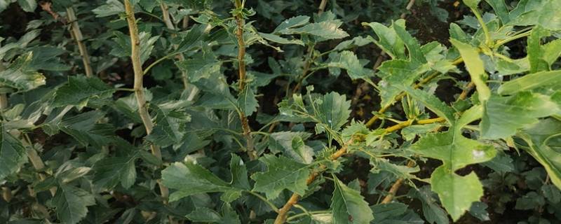 山楂苗地用什么除草（山楂树地用什么除草剂）