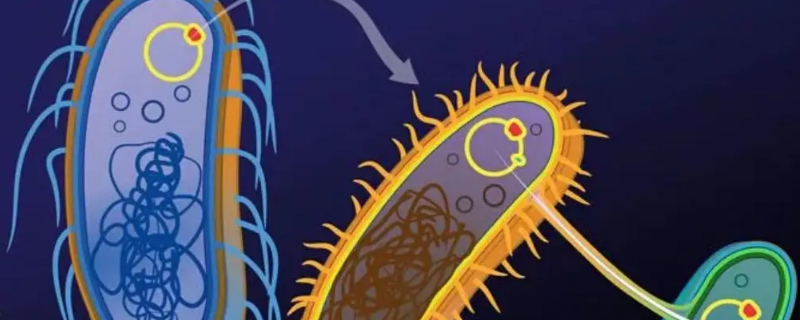 质粒切开与未切开大小（重组质粒切不开）