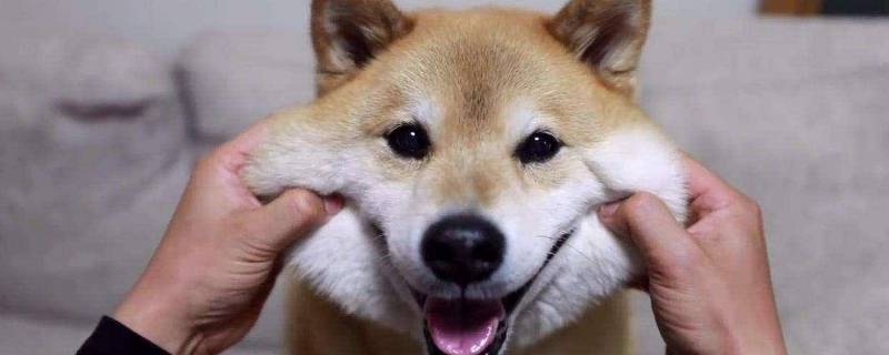 柴犬不小心舔了生肉怎么办（柴犬舔手为什么）