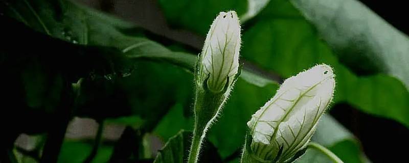 夜开花长到多高打顶 在晚上开花