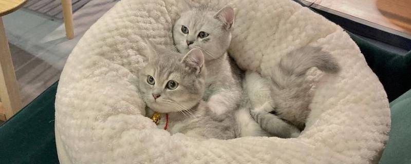 天井里有猫窝怎么办（家里发现猫窝好不好）