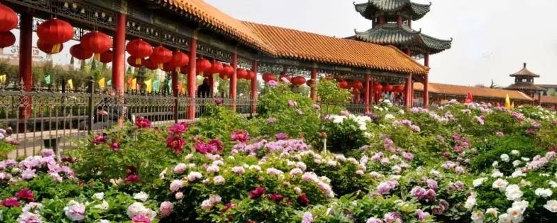 菏泽牡丹区陈集到赵庄有多远（菏泽市牡丹区陈集地图）