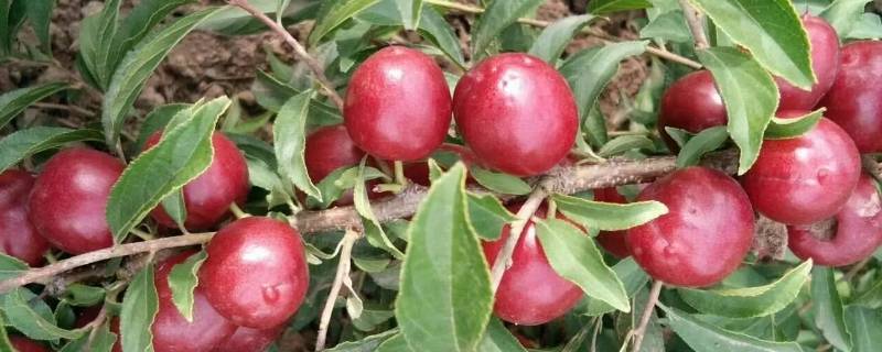 钙果树喜阴还是喜阳 苹果树喜阳还是喜阴