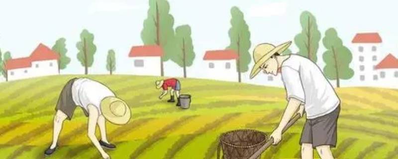 种地能手有什么称号 种地的一把好手