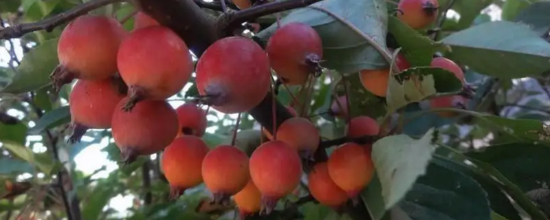 贵人果福建可以种吗 贵人果盆栽