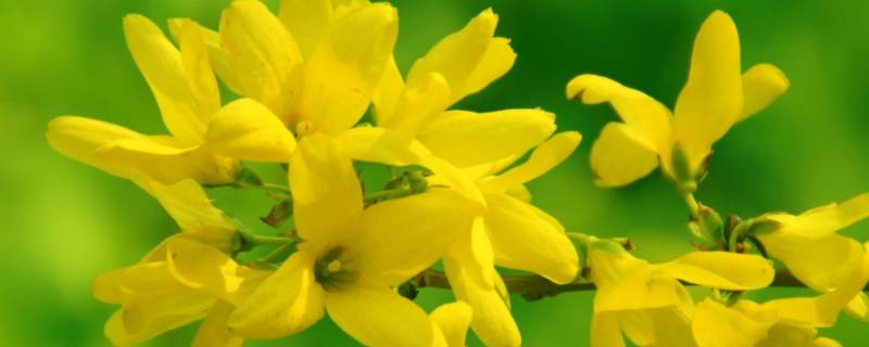 迎春花第一次打顶留多长（迎春花什么时候剪枝）