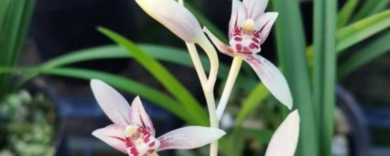 兰花七彩白玉是什么品种（白玉兰花的颜色有多少种）