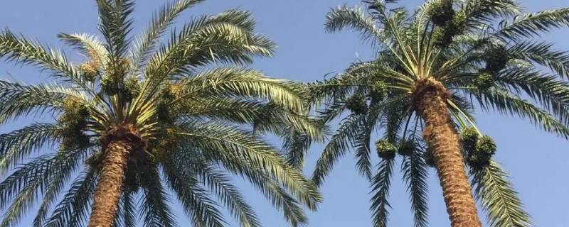 开罗植物品种（开罗植被类型）