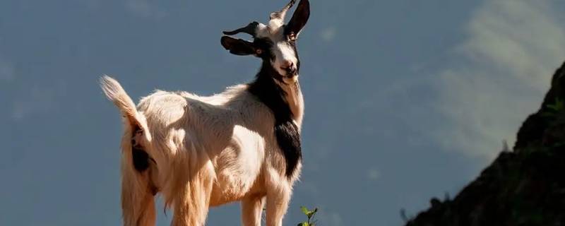 羊勒死了身体还是热的能活吗 羊勒死了身体还是热的能活吗图片