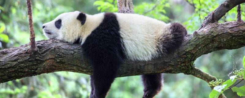 两个母熊猫可以生娃吗 熊猫一胎能生几只熊猫