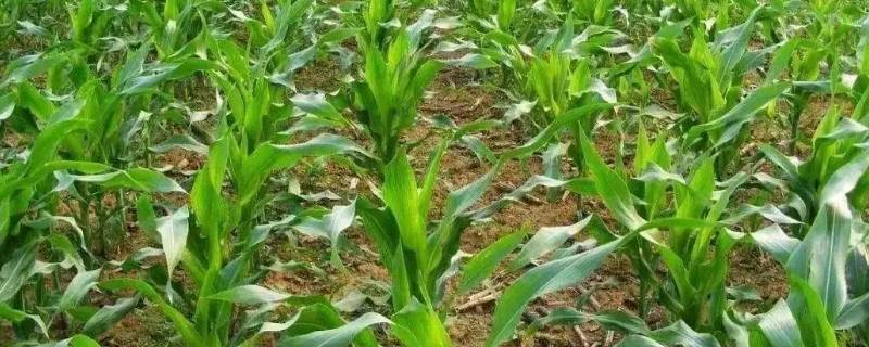 玉米茎杆粗细什么时侯决定 玉米苗期用什么长粗壮