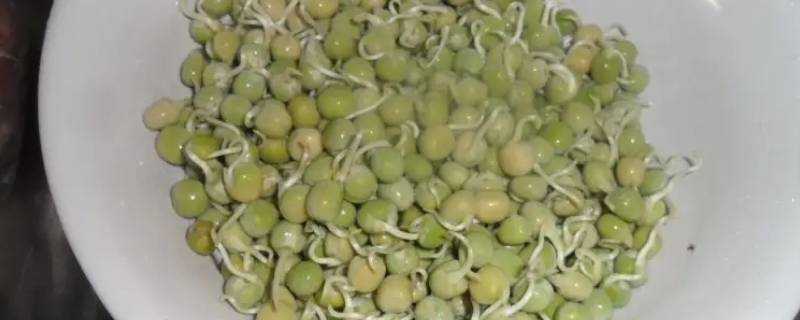 豌豆芽发了根还能发吗 豆芽生根发芽了还能吃吗