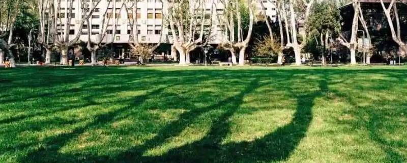 东南大学大草坪直径 东南大学九龙湖大草坪