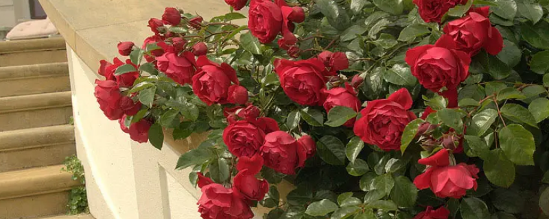 弗洛伦蒂娜该让它直立长高吗（弗洛伦蒂娜该让它直立长高吗百度）