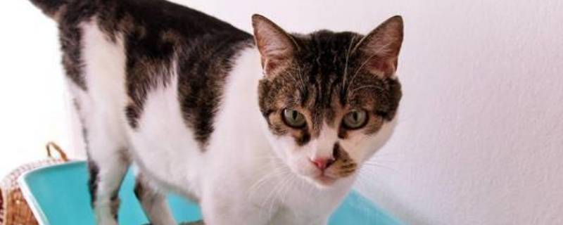 猫屎多久会被分解 猫屎多久扔一次