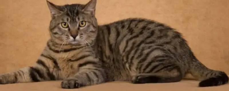 蓝猫妈妈和狸花猫爸爸生出什么猫（蓝猫妈妈和狸花猫爸爸生出什么猫咪）